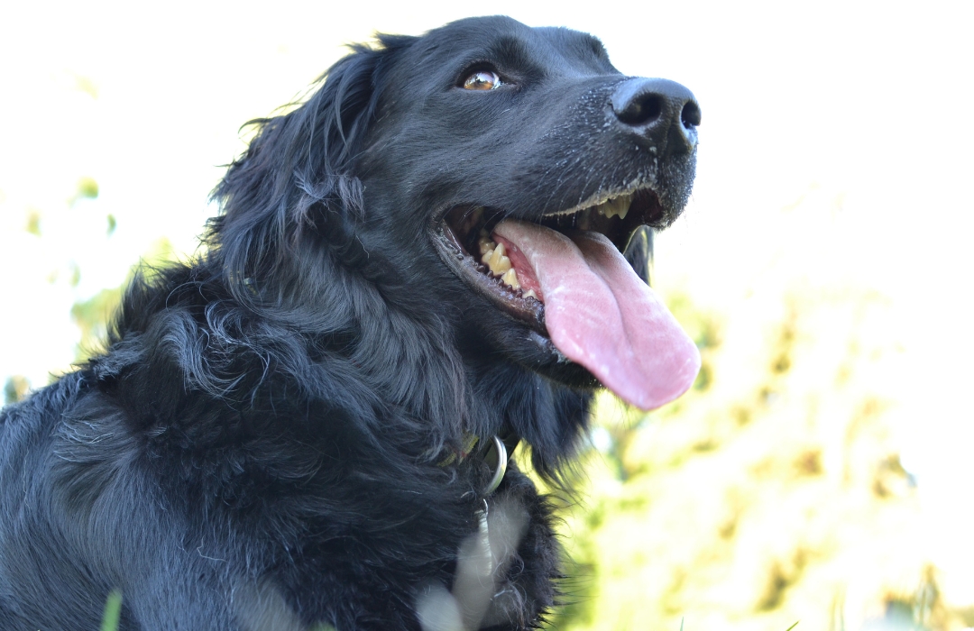 A happy black dog