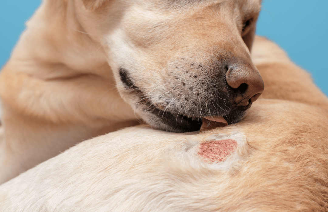 A dog  licking its body