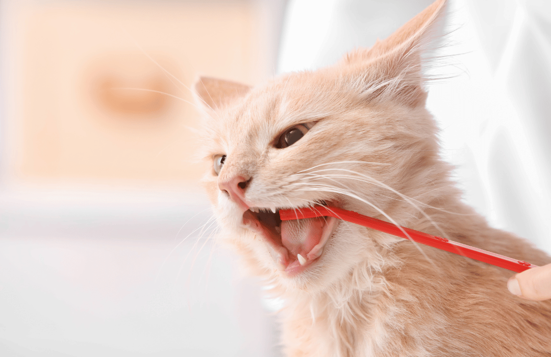 vet brushing cat teeth by tooth brush