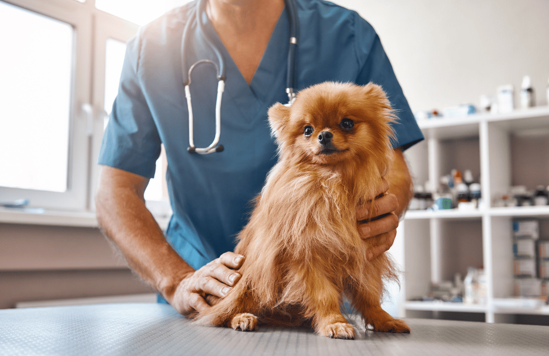 vet holding a dog