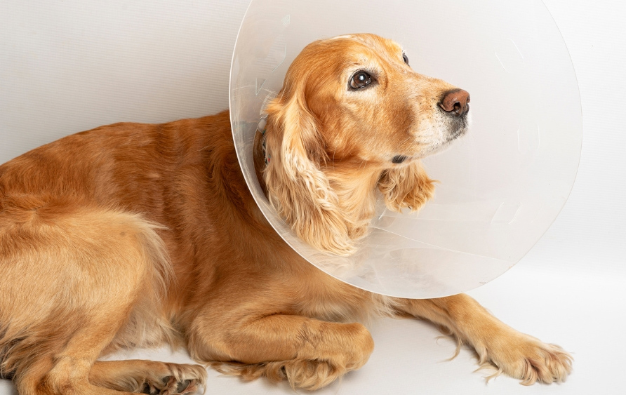 dog wearing surgery cone