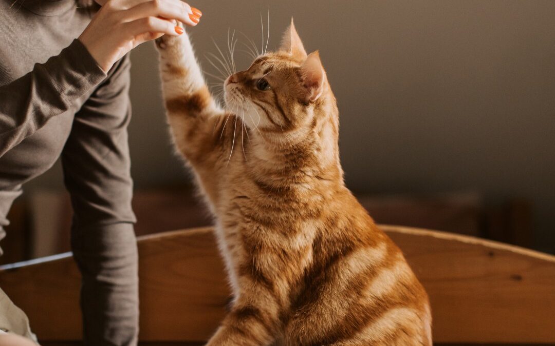 Life with Cats Pet Cat Playing with Owner