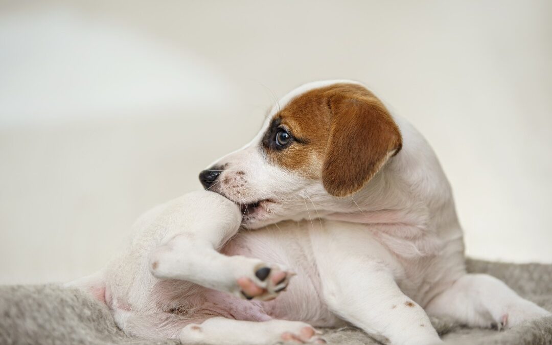 Puppy Jack russell with scratching himself and bite fleas