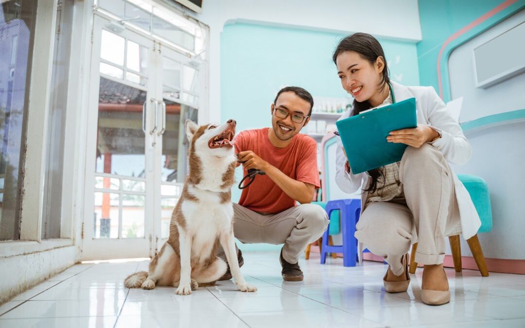 a female vet come near to siberian dog