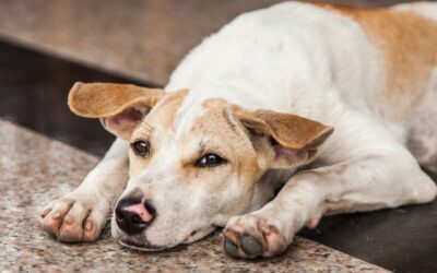Why Is My Dog Throwing Up? | Midland Animal Hospital