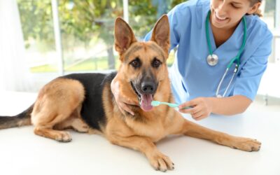 Dental Health | Midland Animal Hospital