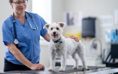 Wellness Exams | Midland Animal Hospital