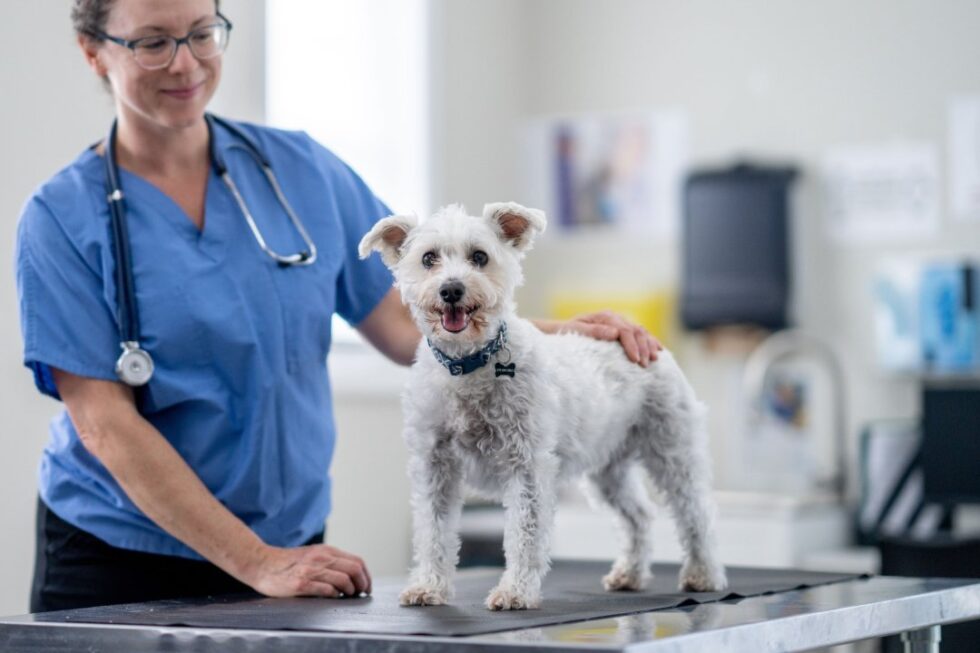 Wellness Exams Midland Animal Hospital wellness-exams-midland-animal-hospital