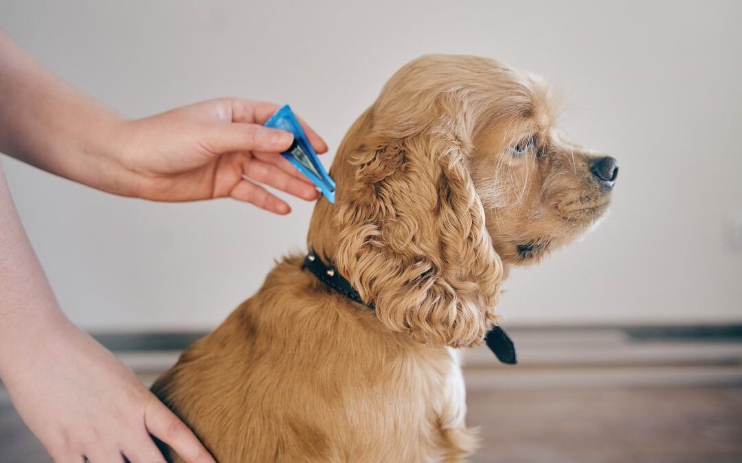 Person applying topical flea and tick treatment to a golden Cocker Spaniel’s neck at home.