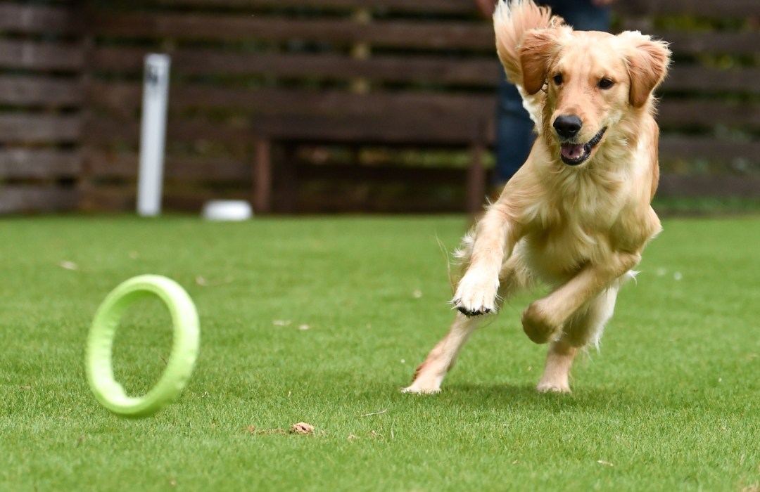 Golden retriever playing with dog run