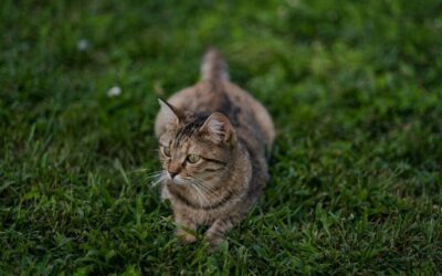 Why Is My Cat Peeing Outside the Litter Box? | Midland Animal Hospital
