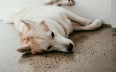 What Should I Do If My Dog Gets Bitten by a Snake? | Midland Animal Hospital