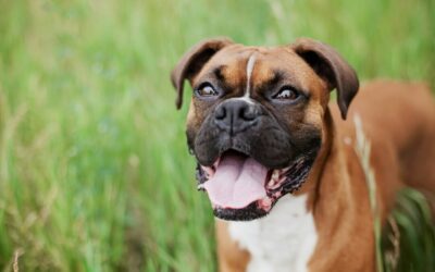 Why Is My Dog Scooting? | Midland Animal Hospital