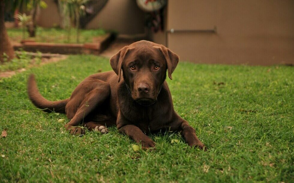 Fresh Look at Why Is My Dog Eating Grass