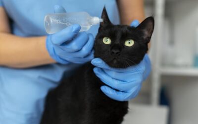 What Should I Include in an Emergency Kit for My Pet? | Midland Animal Hospital