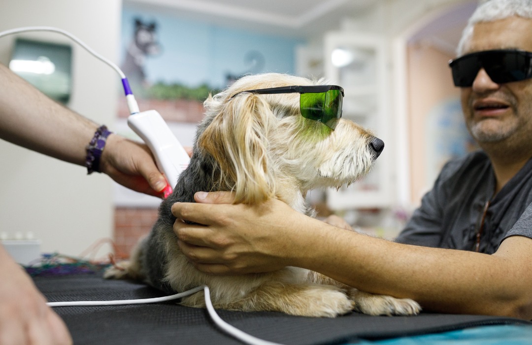 Man holding his dog while it's getting laser therapy