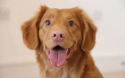 Is My Pet Overweight? | Midland Animal Hospital