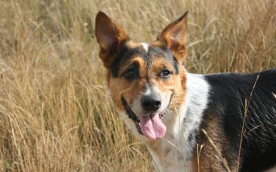 Can the hot pavement burn my dog’s paws? | Midland Animal Hospital