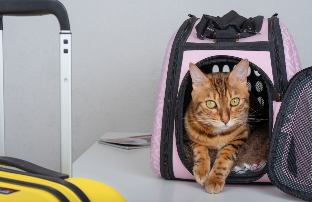 Bengal cat sitting inside a pink pet carrier on a table next to luggage, ready for travel