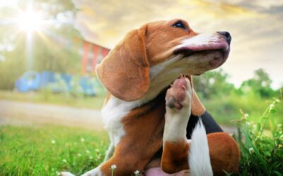 🐶 Allergies and Skin Conditions