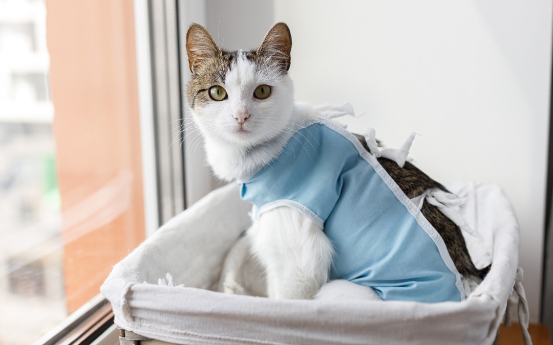 Cute cat after spaying sitting in basket at window