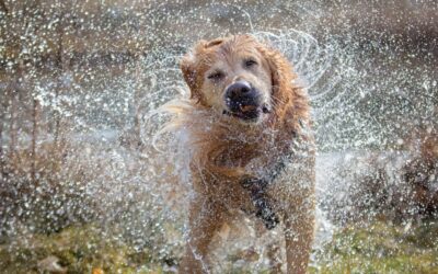 Why Is My Dog Shaking?