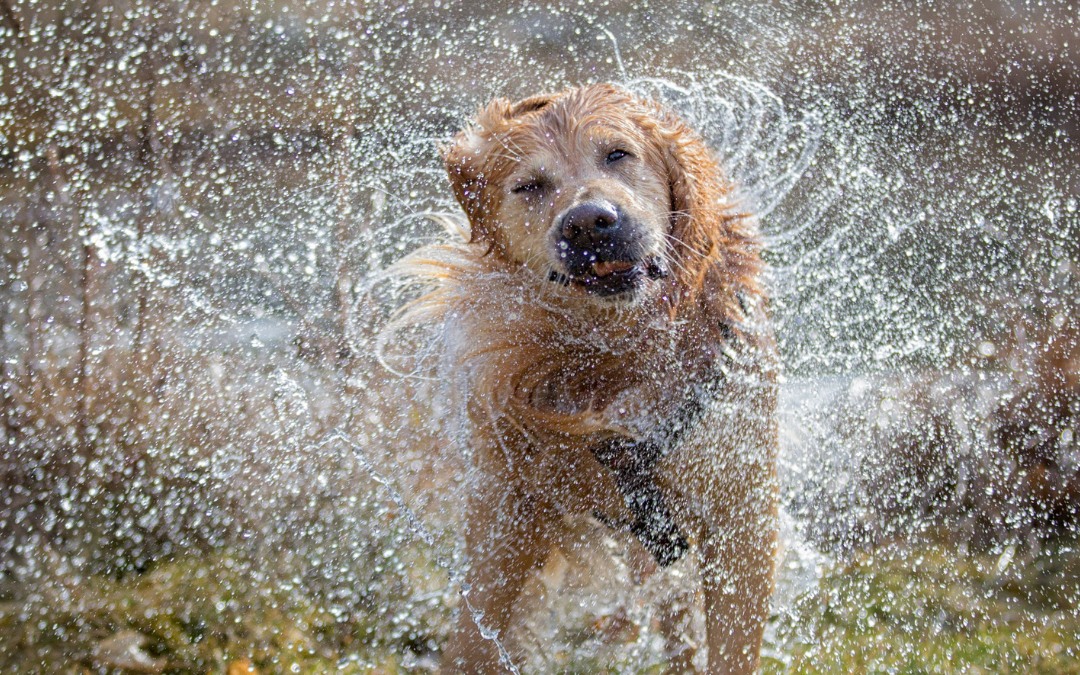 Dog shaking off water