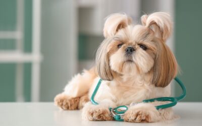 What Should I Consider Before Getting a Pet?