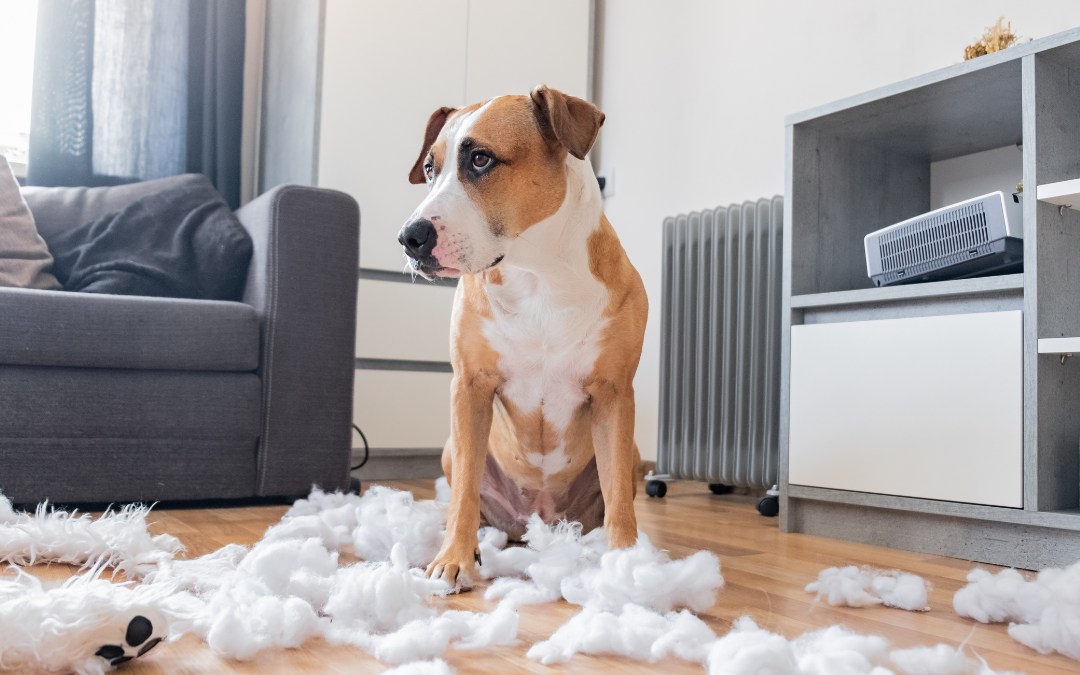 Guilty Dog and a Destroyed Teddy Bear at Home