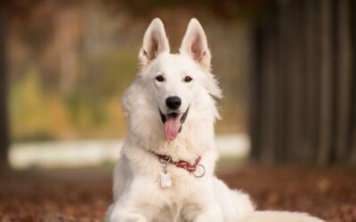What Routines Should I Establish for My Pet?