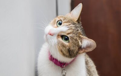 Why Is My Cat Throwing Up?