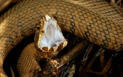 Are Copperheads and Cottonmouth Snakes Common in Our Area?