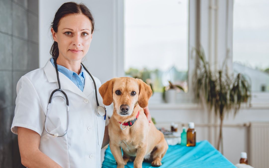Female veterinarian with stethoscope beside small brown dog on exam table in bright veterinary clinic