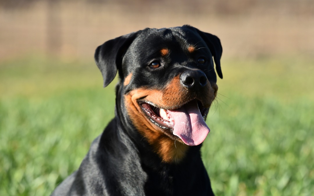 Close-up of a happy Rottweiler dog with tongue out sitting on green grass in sunny outdoor setting