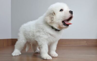 Why Won’t My Dog Stop Barking?