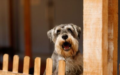Why Is My Pet Chewing, Barking Excessively, or Struggling with Socialization?