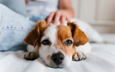 Why Should My Dog or Cat Be Dewormed Regularly?