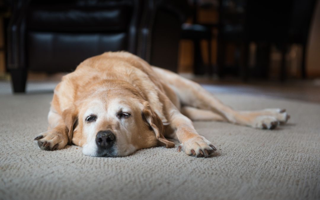 A dog resting on the floor of a cozy living room