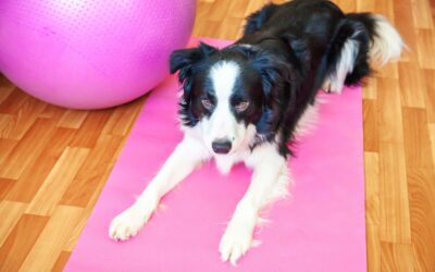 Is My Pet Getting Enough Exercise?