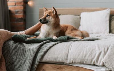 How can I Support My Pet’s Mental Health?