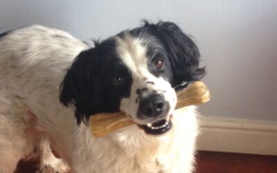 Why Does My Dog Sometimes Eat His Own Feces?