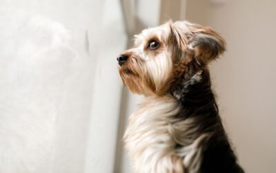Why Is My Pet Showing Food Aggression or Separation Anxiety?