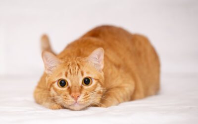 Are There Hypoallergenic and Low Maintenance Cats?