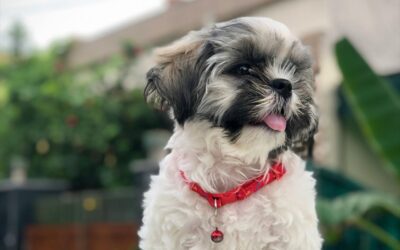 Why Use Pet Tech Devices Like GPS Collars, Auto Feeders, and Pet Cameras?