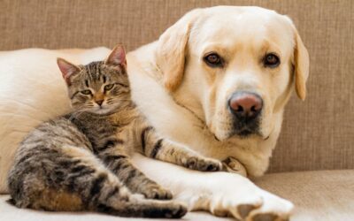 How do I Better Care for My Dog or Cat?