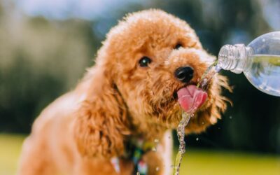Why Is My Dog Drinking So Much Water?