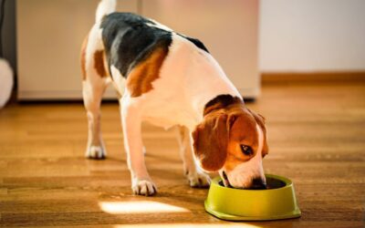 Why Are Some Foods Toxic to Dogs?