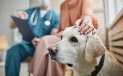 Why Consider Pet Health Insurance?