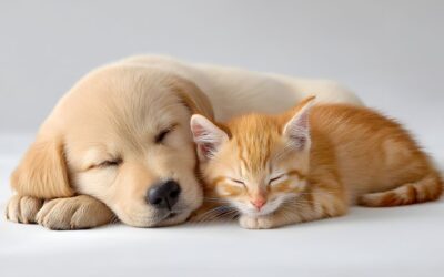 Why Is Careful Introduction of a New Pet So Important?