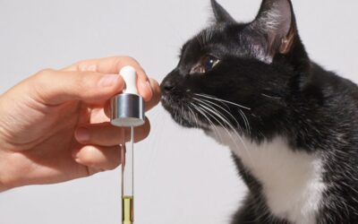 Why Should I Be Careful With Essential Oils Around My Pets?